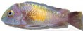 /album/peixes/a10pelvicachromis-super-rojo-jpg/
