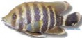 /album/peixes/a10tilapia-buttikoferi-jpg/