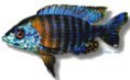 /album/peixes/a11aulonocara-saulosi-jpg/