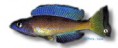 /album/peixes/a11c-microlepidotus-neg-jpg/