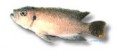/album/peixes/a11lamprologus-brevis-jpg/