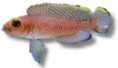 /album/peixes/a11lamprologus-ornatipinis-jpg/