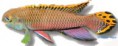 /album/peixes/a11pelvicachromis-taen-klue-jpg/