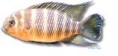 /album/peixes/a11tilapia-jokki-jpg/