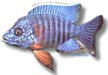 /album/peixes/a12aulonocara-nyassae-jpg/