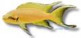 /album/peixes/a12lamprologus-brichardi-jpg/