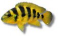 /album/peixes/a12lamprologus-sexfasciatus-jpg/
