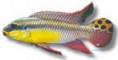 /album/peixes/a12pelvicachromis-taeniatus-bandew-jpg/
