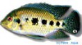 /album/peixes/a12tilapia-mariae-jpg/