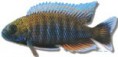 /album/peixes/a13aulo-new-blue-orchid-jpg/