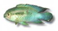 /album/peixes/a1aequidens-curviceps-jpg/