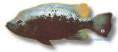 /album/peixes/a1cichlasoma-bartoni-jpg/
