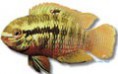 /album/peixes/a2aequidens-dorsigerus-jpg/