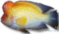 /album/peixes/a2cichlasoma-citrinellum-jpg/