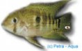 /album/peixes/a3aequidens-guianensis-jpg/