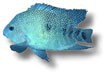/album/peixes/a3cichlasoma-cyanoguttatum-jpg/