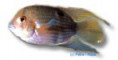 /album/peixes/a4aequidens-maroni-jpg/