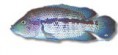 /album/peixes/a4cichlasoma-dovii-jpg/