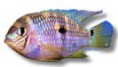 /album/peixes/a5aequidens-metae-jpg/