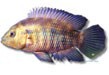 /album/peixes/a5cichlasoma-facetum-jpg/