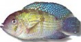 /album/peixes/a6aequidens-pulcher-jpg/