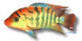 /album/peixes/a6cichlasoma-festae-jpg/