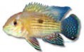 /album/peixes/a7aequidens-rivulatus-jpg/