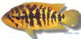 /album/peixes/a7cichla-friedrichsthalii-jpg/