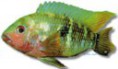 /album/peixes/a8aequidens-tetramerus-jpg/