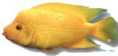 /album/peixes/a8cichlasoma-labiatum-jpg/
