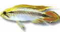 /album/peixes/a9apistogramma-agas-blue-jpg/