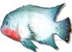 /album/peixes/a9cichla-maculicauda-jpg/