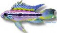/album/peixes/a10apisto-agassizi-rio-madei-jpg/