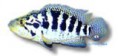 /album/peixes/a10-managuense-jpg/