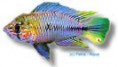/album/peixes/a11apisto-borelli-paraquai-jpg/