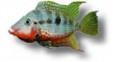 /album/peixes/a11cichlasoma-meeki-jpg/