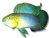 /album/peixes/a12apisto-borelli-yellow-hea-jpg/