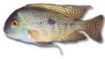 /album/peixes/a12cichlanicaraguense-jpg/