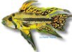 /album/peixes/a13apisto-cacatuoides-jpg/