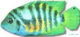 /album/peixes/a13cichlasoma-nigrofasciatum-jpg/