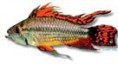 /album/peixes/a14apisto-cacatuoides-double-jpg/