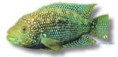 /album/peixes/a14cichla-octofasciatum-jpg/