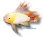 /album/peixes/a15apisto-cacatuoides-gold-jpg/