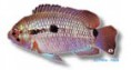 /album/peixes/a15cichlasoma-portalegrensis-jpg/