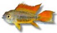 /album/peixes/a16apisto-cacatuoides-orange-jpg/