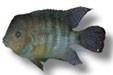 /album/peixes/a16cichlasoma-sajica-jpg/