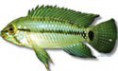 /album/peixes/a17apistogramma-caetei-jpg/