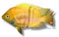 /album/peixes/a17cichlasoma-sajica-oro-jpg/