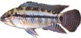 /album/peixes/a18apisto-caetei-blue-head-jpg/